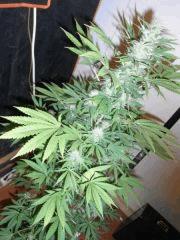 RED DRAGON (6)