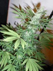 RED DRAGON (5)