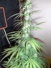 Tangerine Dream (7)