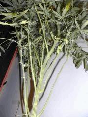 Amnesia Lemon (15)