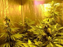 Tangerine Dream (5)