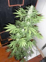 RED DRAGON (8)
