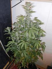 Amnesia Lemon (13)