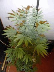 RED DRAGON (9)