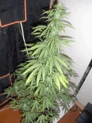Tangerine Dream (6)