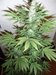 RED DRAGON (3)