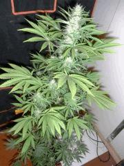 RED DRAGON (7)
