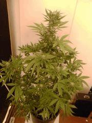 Amnesia Lemon (11)