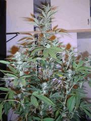Amnesia Lemon