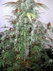 Tangerine Dream