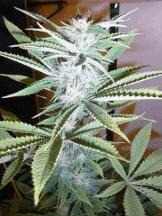 Amnesia Lemon (5)