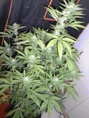 Amnesia Lemon (9)