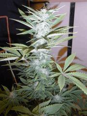 Amnesia Lemon (3)