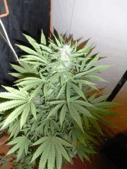 RED DRAGON (2)