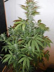 Amnesia Lemon (14)