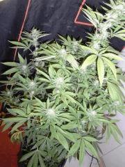 Amnesia Lemon (8)