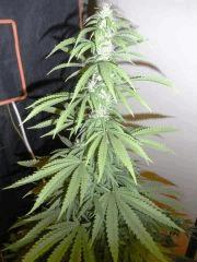 Tangerine Dream (3)