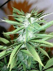Amnesia Lemon (12)