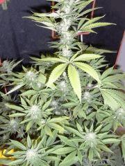 Amnesia Lemon (10)