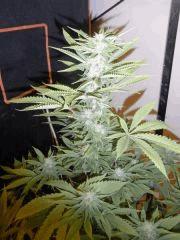 Amnesia Lemon (4)