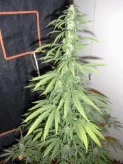 Tangerine Dream (2)