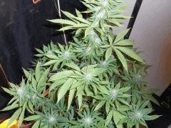 Amnesia Lemon (2)