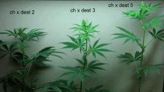 ch x dest 2.3.5