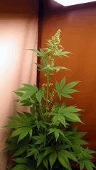 ice x blue diesel