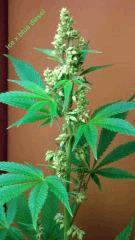 ice x blue diesel
