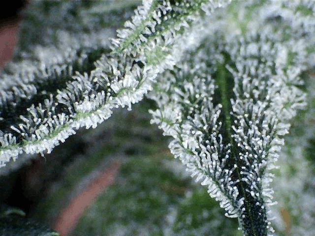 satori/shark attack
