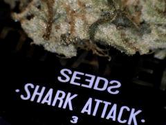 macro shark (2)