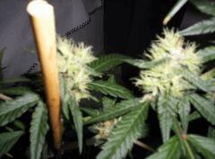 Jdc critical mass (15)