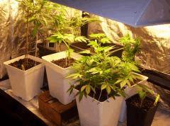 bloom/ critical/ Pnr /ncyd somango/ white afghan (2)