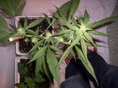 critical mass (2)