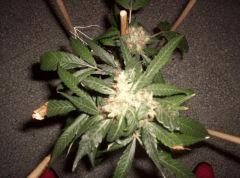 critical mass