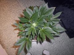 white afghan (1)