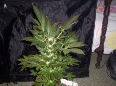 white afghan (2)