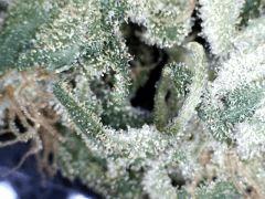 macro shark (3)