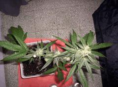 critical mass (10)