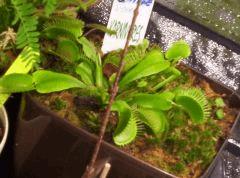 dionaea