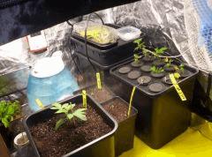 grow/ Nl5 afghan/ Ice/ Ak