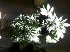 satori shark attack indoor (2)