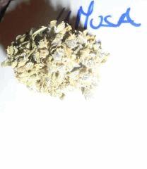 La Musa (5)