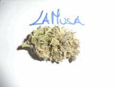La Musa (2)