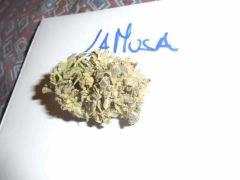 La Musa (7)