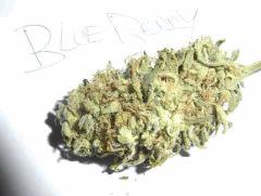 Blueberry (2)