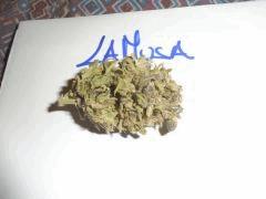 La Musa