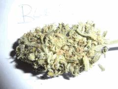 Blueberry (3)