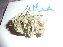 La Musa (6)