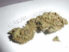 cream caramel